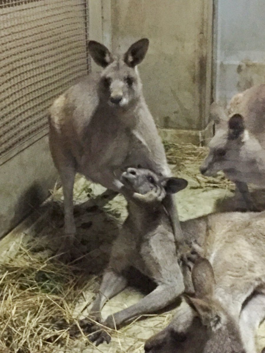 千葉市動物公園 公式 En Twitter 閉園後プロレス大会inカンガルー部屋 企 Chibazoo