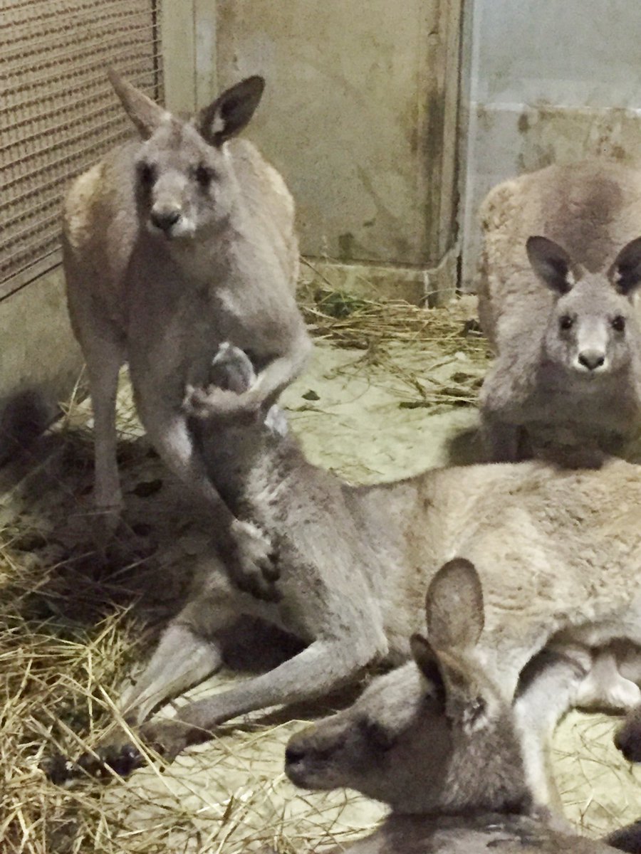千葉市動物公園 公式 En Twitter 閉園後プロレス大会inカンガルー部屋 企 Chibazoo
