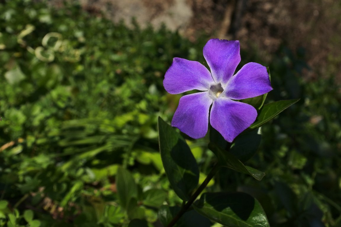 ট ইট র 漱石枕流 青紫色をしたの花の直径は５ｃｍ以上はあります 名前は 蔓日日草 と 草 が付いていますが 蔓性常緑半低木です 南ヨーロッパ原産の帰化植物で 全草に強い毒性があり キョウチクトウ科の仲間はほとんどが有毒種で テイカカズラなども