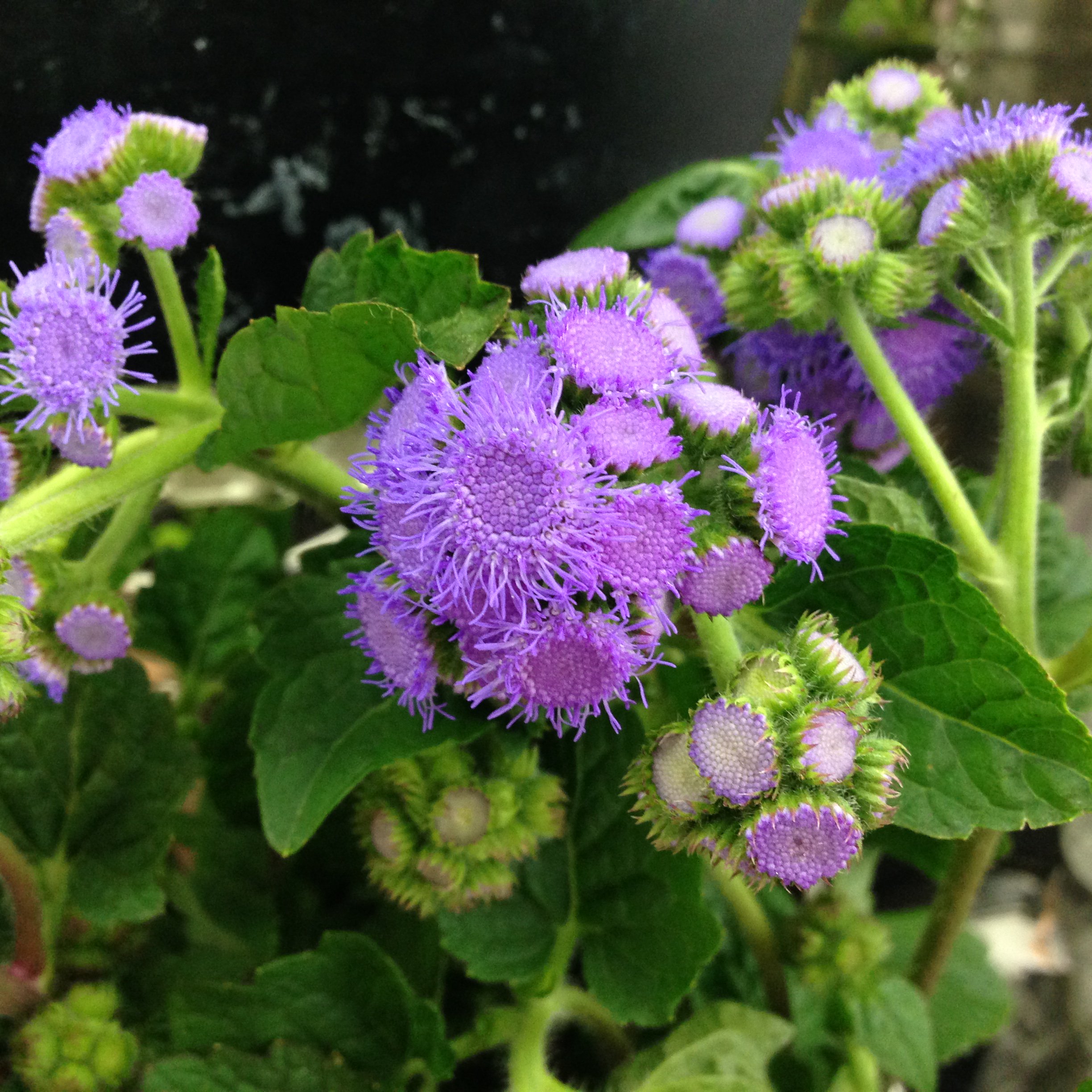 تويتر ハナラボノート على تويتر 切花図鑑 アゲラタム 花言葉 出回り時期 花もち 飾り方 T Co Nohgijabe2
