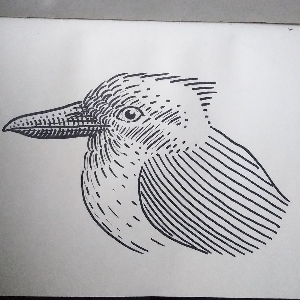 Finishing off with a Kooka #drawing #illustration