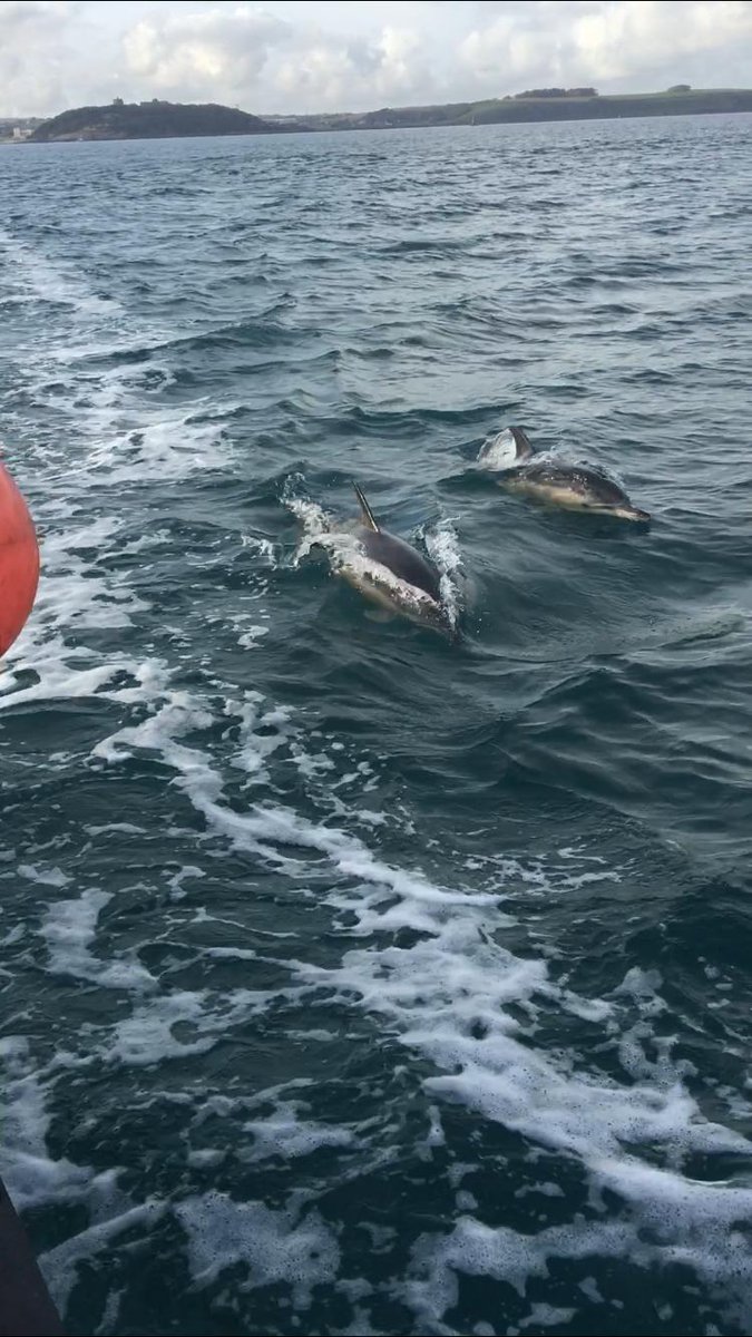 This time last week at <a href="/FabtestUK/">FaBTest</a>, we were surrounded by hundreds of common dolphins, whilst checking on our wave buoys and deploying an ADCP to measure currents. #marine #mammals #love #marineenergy