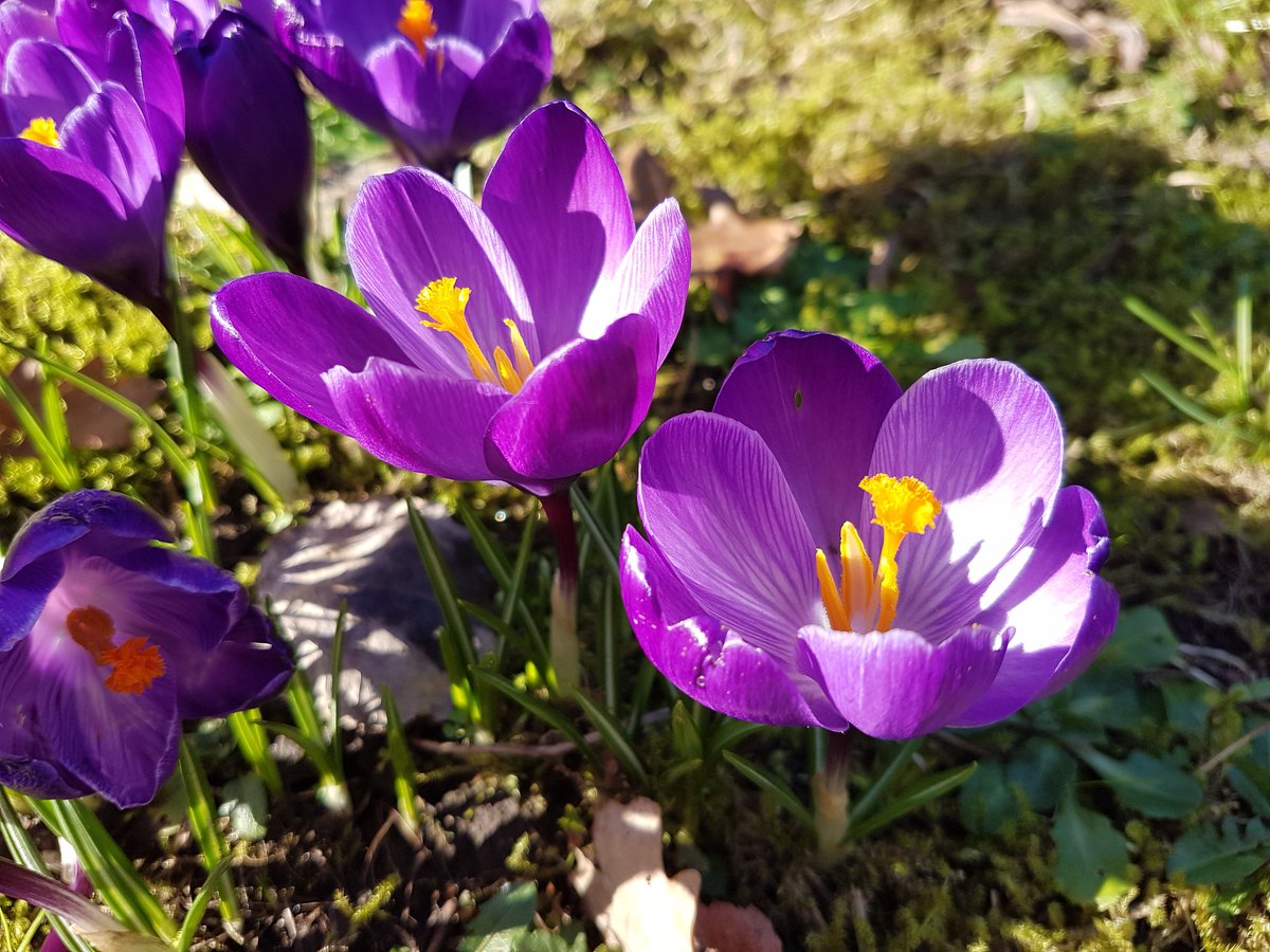 Featured image of post Crocus Flower Meaning - The flowers of the crocus are white, lilac, purple, or yellow.