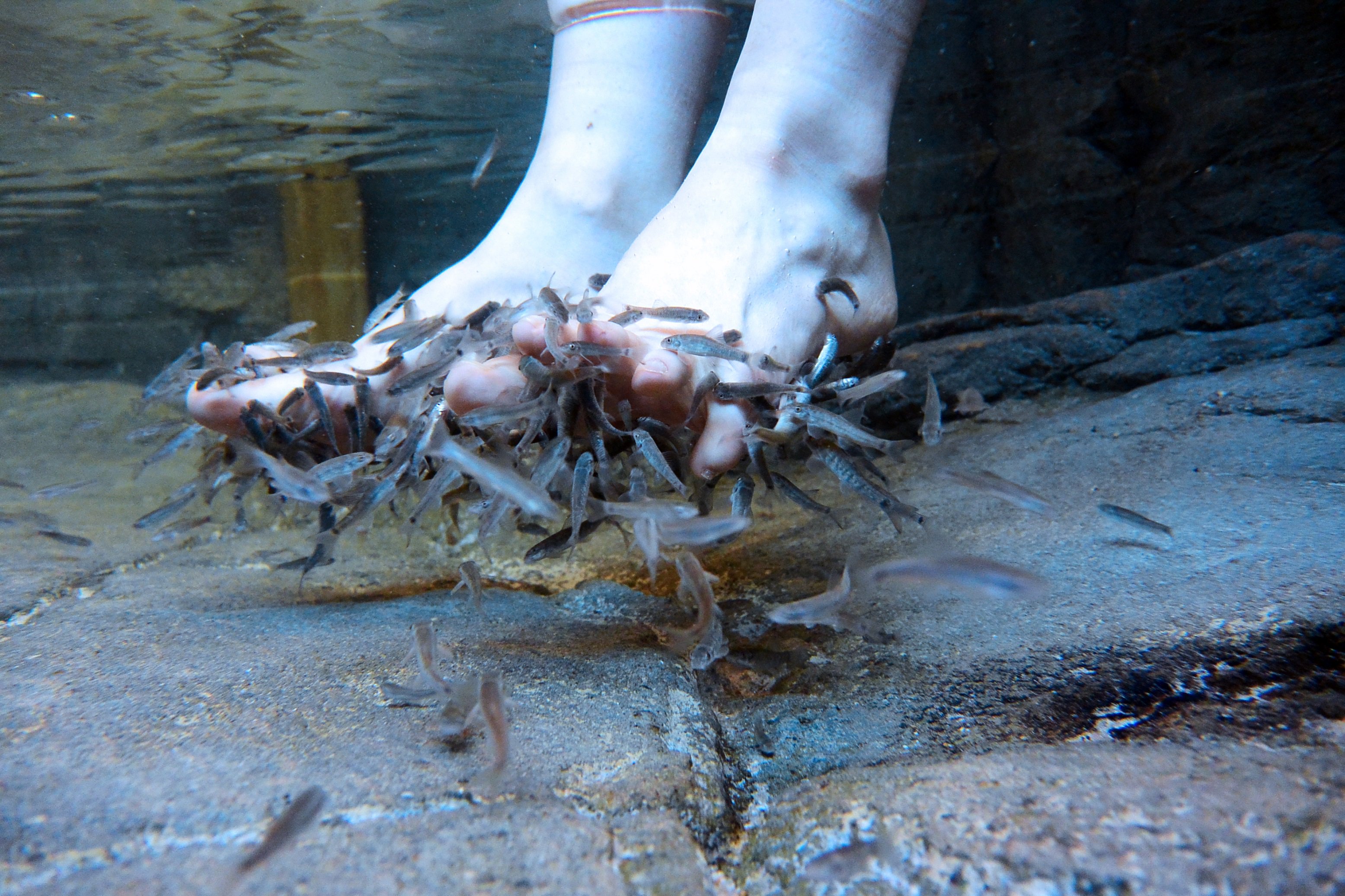 宮島水族館 公式 皆様 こんばんは 宮島水族館には いやしの足湯 があるのをご存知でしょうか 中には 皮膚の角質をお掃除してくれるガラ ルファ 通称ドクターフィッシュ が 入館料のみでお楽しみいただけるので 宮島にお出かけの予定がある方