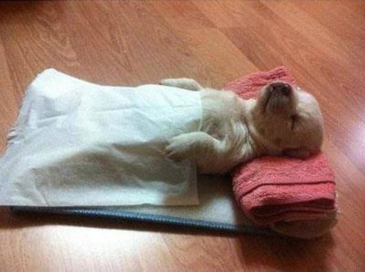 funnycutedogs's tweet photo. https://t.co/RuVvSLjdAy