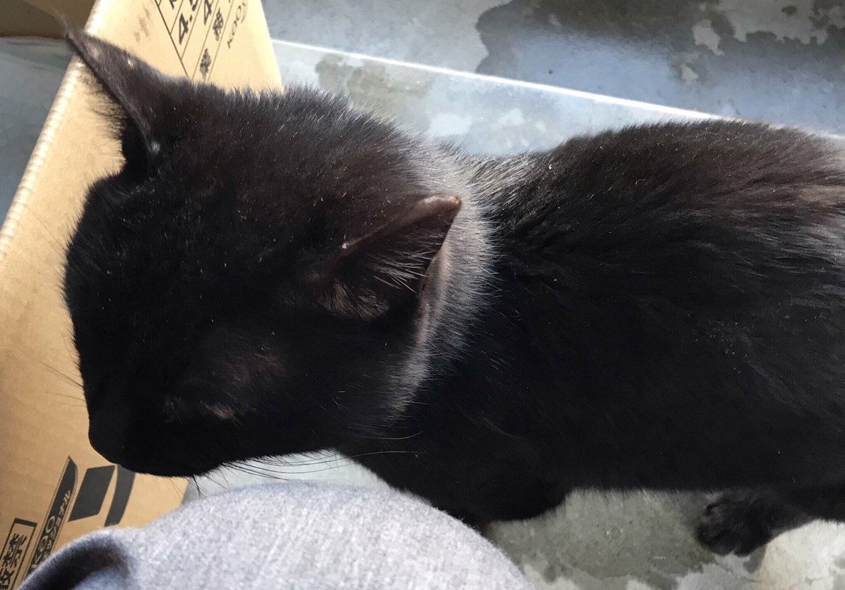 保護黒猫ヤマト君が家族になりました 苫小牧 Ar Twitter 苫小牧市新明町３丁目付近で 黒猫オスを保護しました 人懐こいので元飼い猫か 迷い猫のままかもしれません お探しの方や里親になってくれる方がいればご連絡ください 特徴 小柄な黒猫のオスで首回りがグレーで