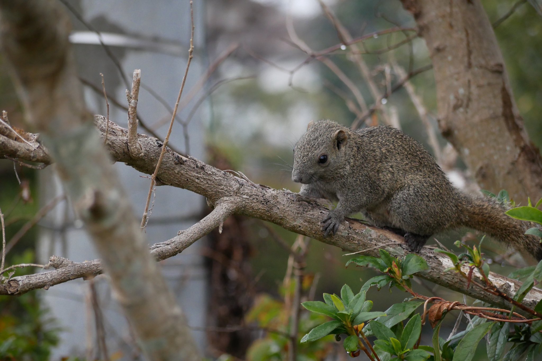マッター このあいだ お忍びで鎌倉へ行ったときのもの タイワンリス 可愛いけど 鎌倉にいるというのは可愛くない 樹皮がボロボロ 軽く二桁の個体数は見た 殖えまくってるよ タイワンリス クリハラリス T Co Kwbf78ixh9 Twitter