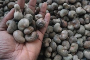 startuptipdaily's tweet photo. How To Buy Cashew Nuts In Nigeria: The Complete Guide https://t.co/t1CVkfxXNz https://t.co/nvwTPCvo6w