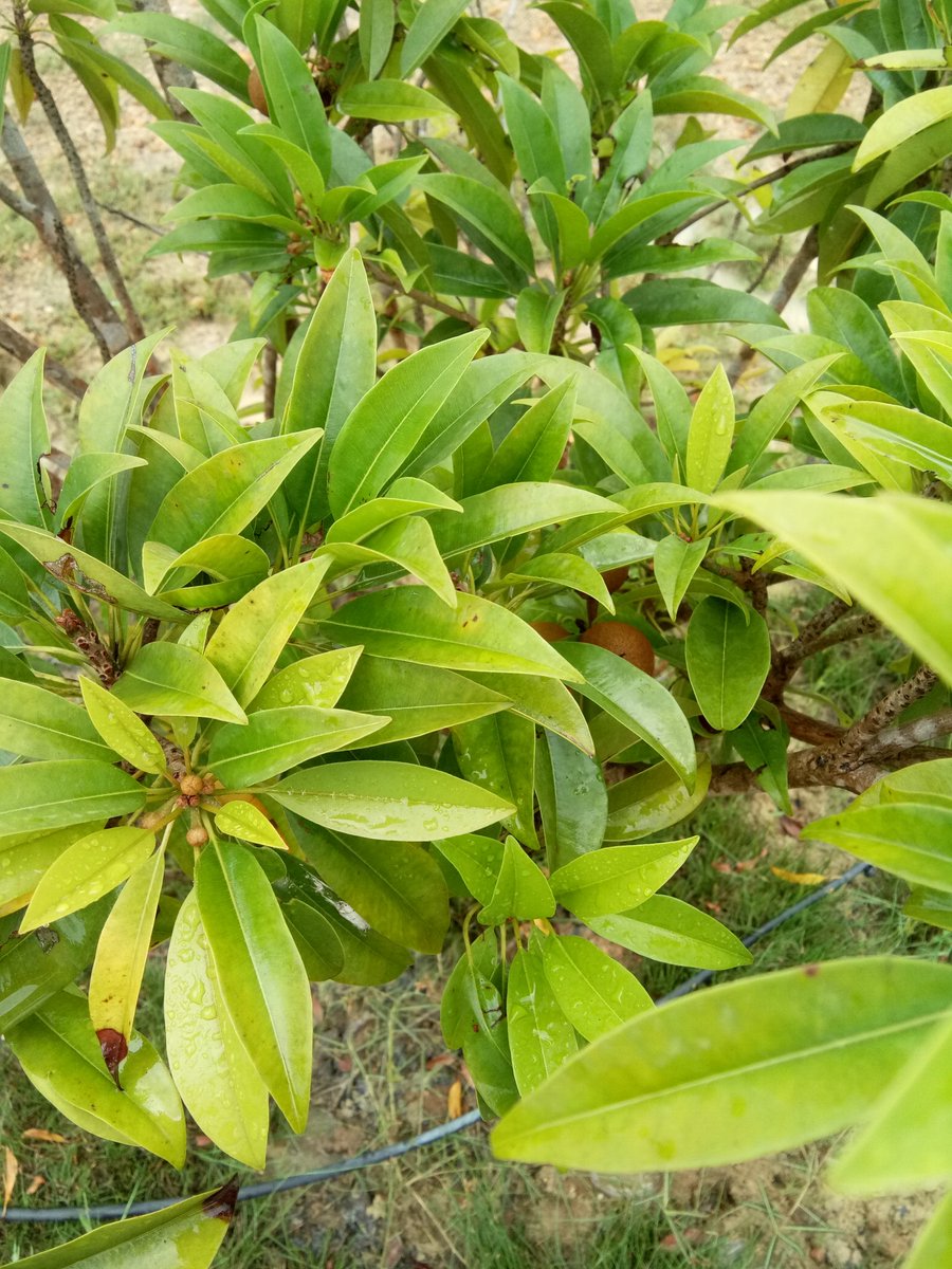 Phoenixdevelop3's tweet image. #farmlandsaleinkanchipuram just 90 #rs per #sq.ft hurry limited period offer contact number #vinoth:8608412803 #realestate #RealEstateInvesting #framlandinkanchipuram #nature #PulwamaTerrorAttacks #starlightldh #lowbudjetfarmhousce #farmhouse #tn #CheTempoCheF #investor #investor