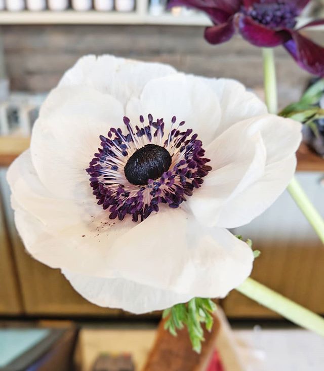 Such a perfect little flower! ✨ Anemones come in all kinds of colours and love to mix and match them all 🏵️🌼🌸🌺
.
.
.
.
.
.
#bestflowerspics #world_bestflower #ig_flowers #igscflowers #alltheprettyflorals #allthingsofbeauty_ #allthingsbotanical #flowe… bit.ly/2IhlibF