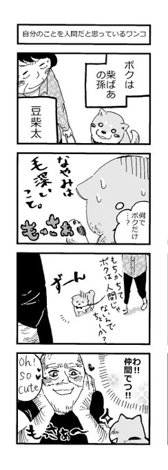 4コマ漫画
「自分を人間だと思っているワンコ」

この子を主人公に、連載準備してます～!?

#柴犬 #豆柴 
#3月11日
#一歩ずつ 