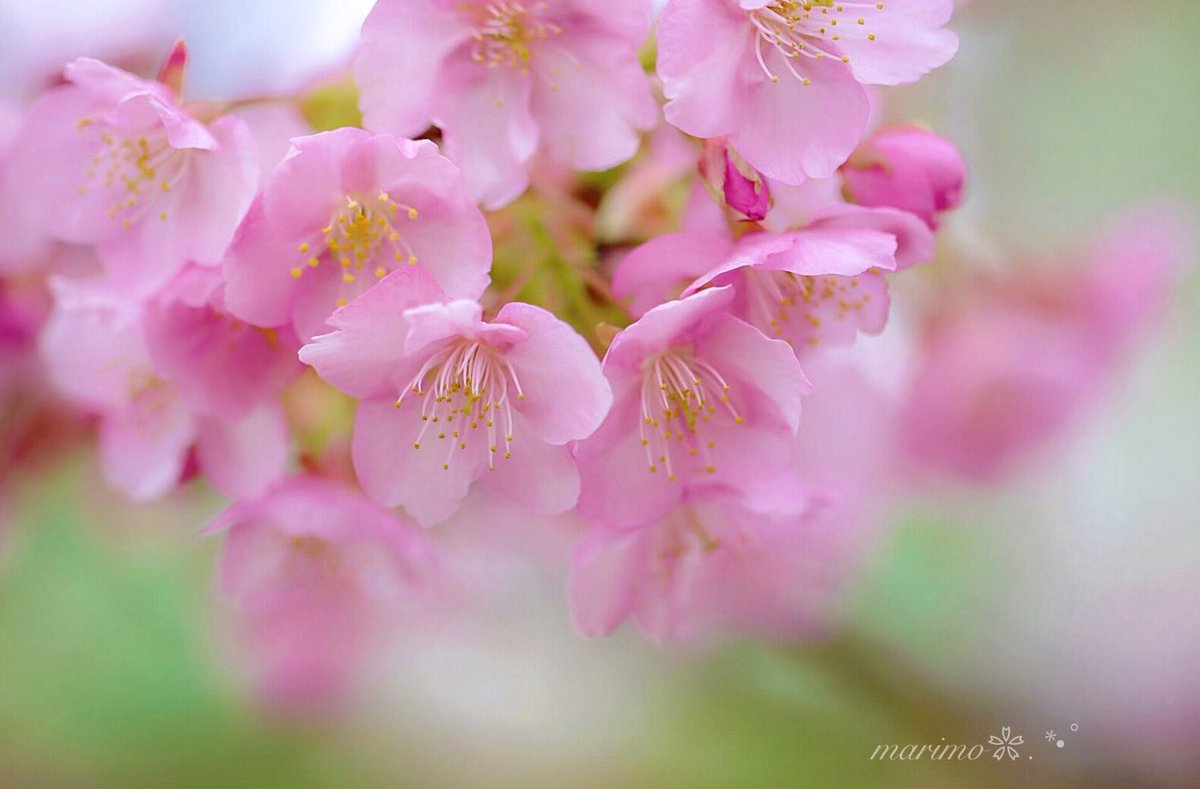 marimo2525bu's tweet photo. 🌸🍃✩°̥࿐୨୧
   初めての河津桜..٭❀*¨̮

   今日は
   RTやいいね♡¨̮に
   ゼロの不具合が
   起きませんように..
      (🌸ᴗ͈ˬᴗ͈)✩°̥࿐୨୧🌸🍃

   先週は..
   不具合にもかかわらず
   たくさんのご訪問に
   感謝しています..･:* ೫̥♡¨̮

    #河津桜🌸✩°̥࿐୨୧🌸 https://t.co/qRbpslzoMZ