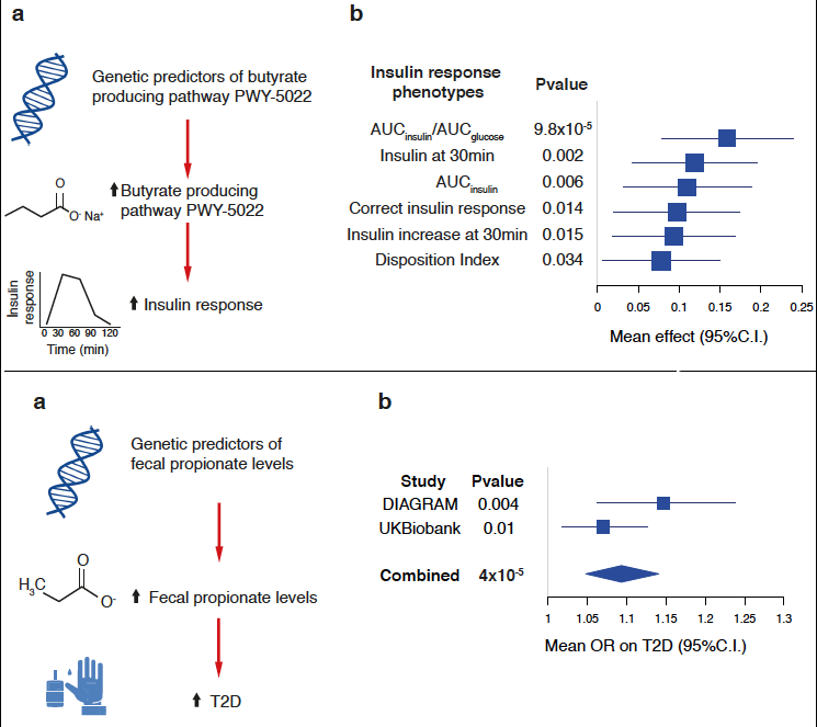 serenasanna1's tweet photo. Results highlight the causal role of #butyrate and propionate production in regulating #insulin secretion and #T2D. Replication in @uk_biobank 3/4 https://t.co/Uz56r3l6FV