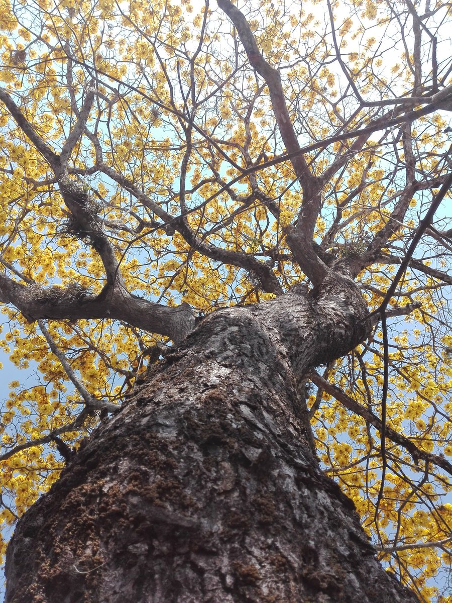 X \ Addel Villarial (AddelVillarial@)