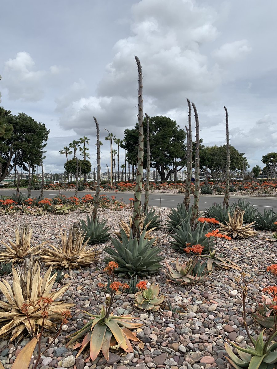 For anyone with an interest in flora, here is some of the interesting and beautiful plant life that I saw in San Diego during the @Sagesummitus while there for <a href="/dataself/">DataSelf Analytics</a>
