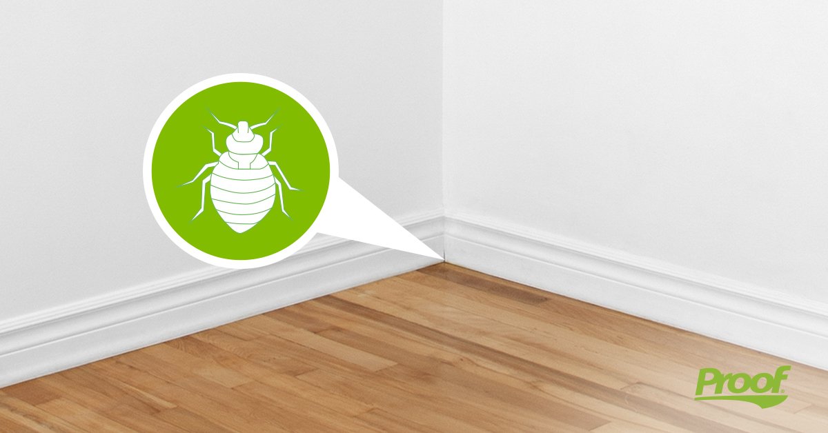 bug_proof's tweet image. Bed bugs spend most of their time hiding and nesting in small cracks and crevices, making them tough to treat. Follow us for tips on locating and treating hiding and nesting bed bugs.  

#pestcontrol #bedbugs