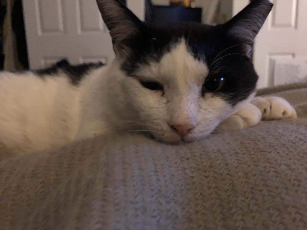 KateritaMerr's tweet photo. He loves to hate me... https://t.co/iJW5cgtWnv