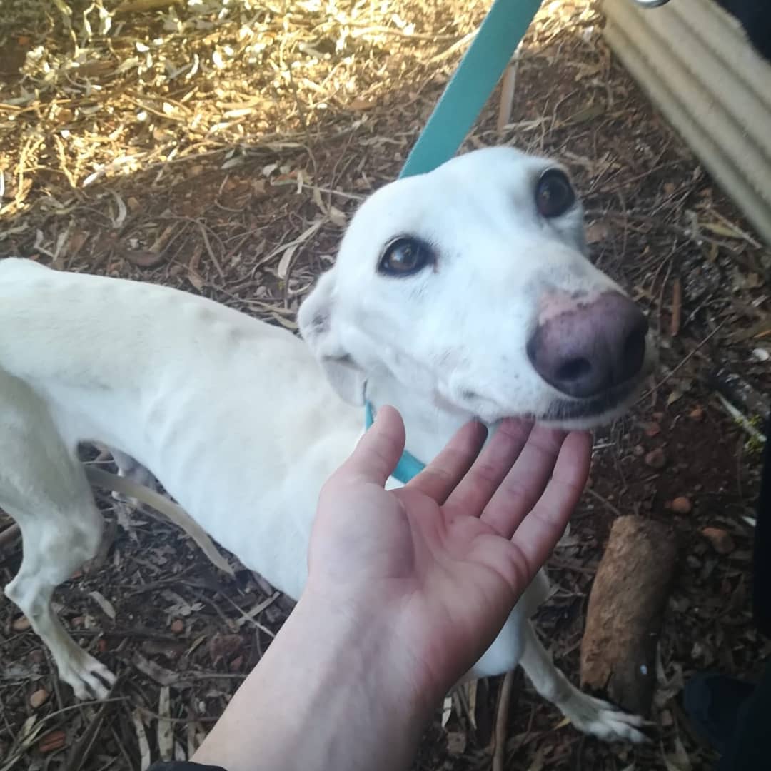 AspaGaleca's tweet photo. Nuevo miembro!

Su nombre es Praga y necesita #URGENTE casa de acogida o adopción.

📩Aspagaleca@gmail.com
☎️608 18 01 28 (Solo WhatsApp)

@SOSGalgos https://t.co/sJCd32JsEa