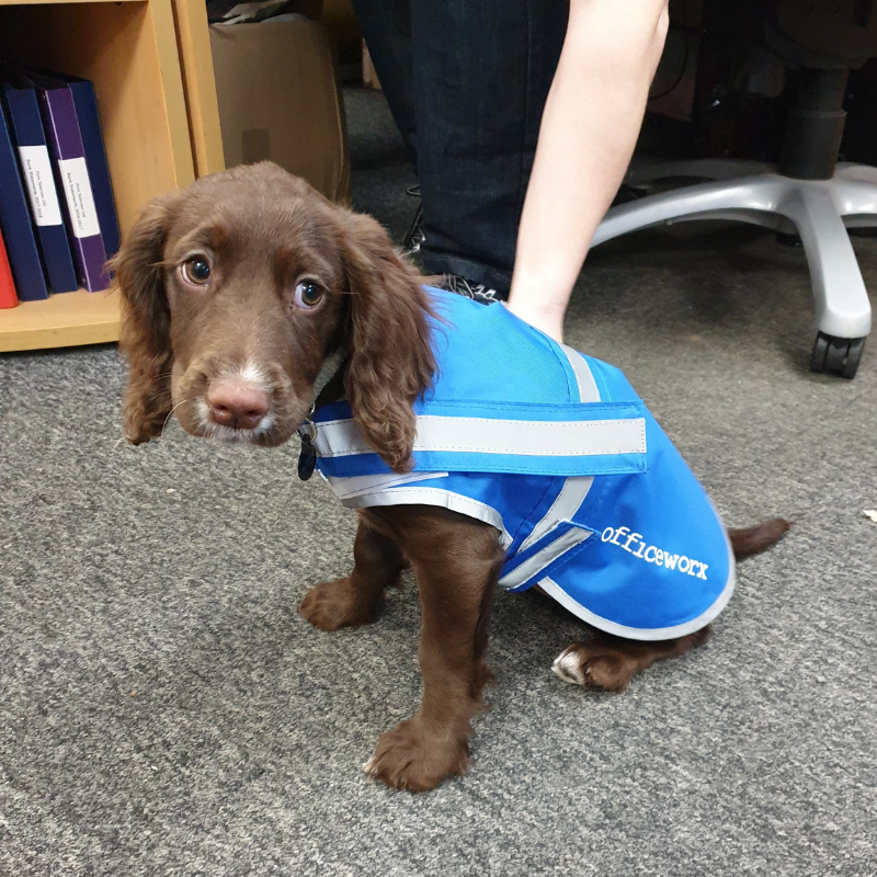 officeworx's tweet photo. A BIG thank you to Caroline from @UniversalUniUK for Evie's new coat .. She loves it! 😀⭐️🐶 #OfficeworxPuppy #GlosBiz https://t.co/MJ26jrJBlS