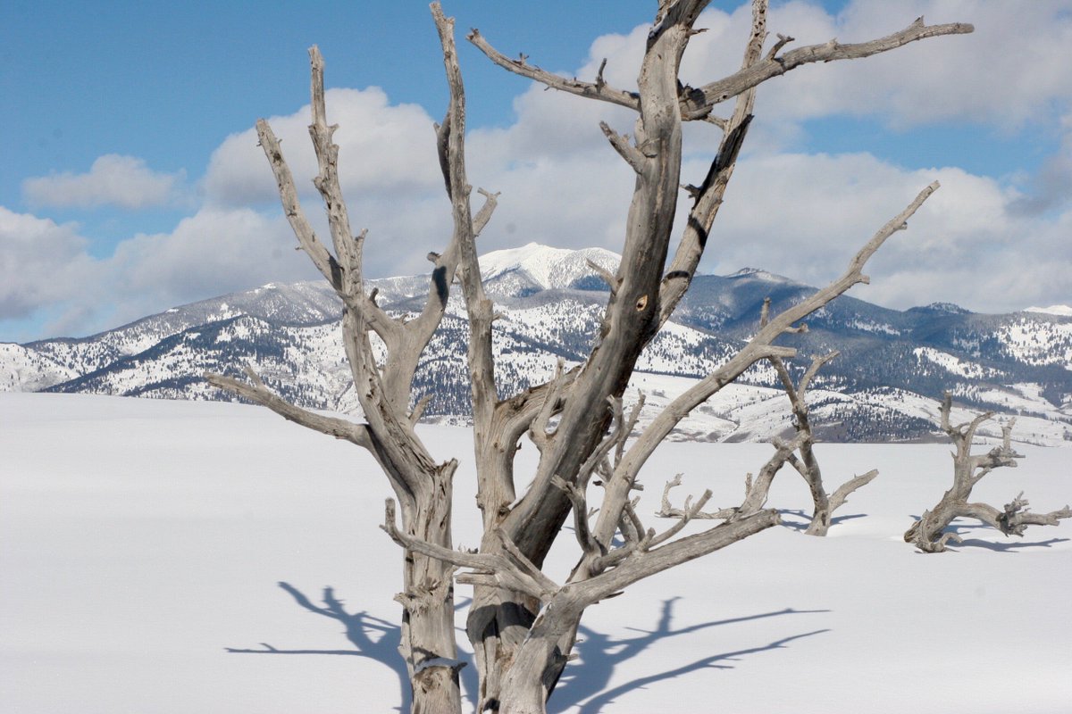 Montana is a place of stark stunning winter contrast. #winter #Montana #conservation #openspaces #openland