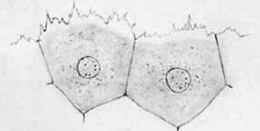 Xavier Trepat tweet media