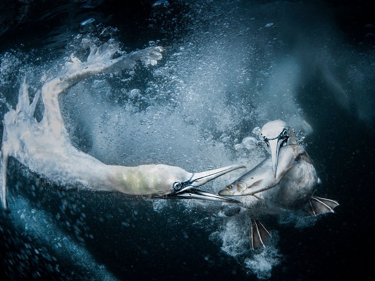 Dos alcatraces compiten bajo el agua por hacerse con un pez (Tracey Lund, 2019) #SonyWorldPhotographyAwards