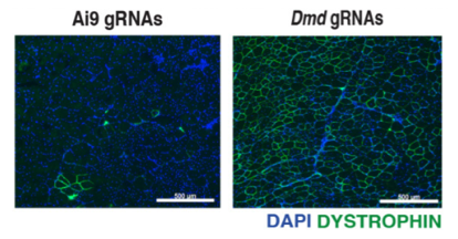 Packgene Biotech tweet media