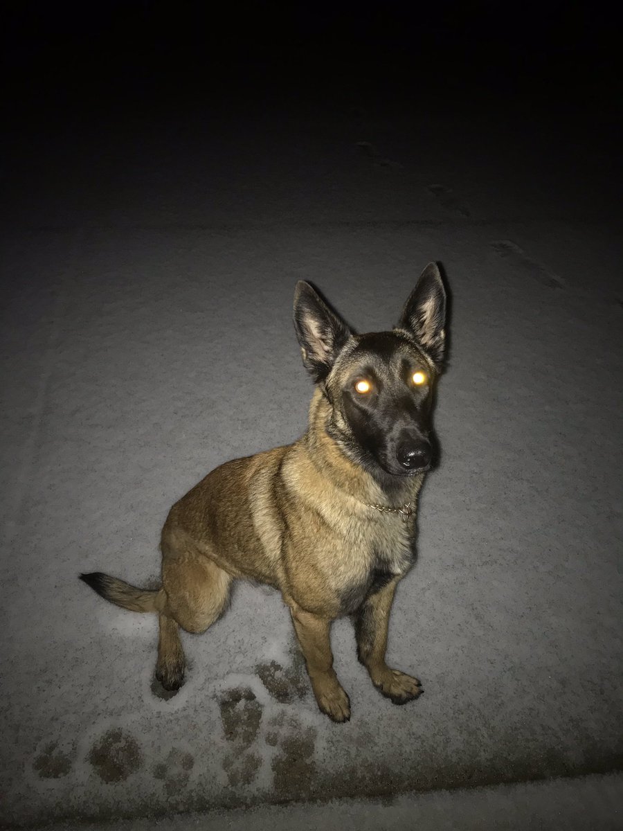 SoCalDetection's tweet image. Detection work in the snow. A rare occurrence in SoCal... #socaldetection #K9Rica #K9 #SoCal