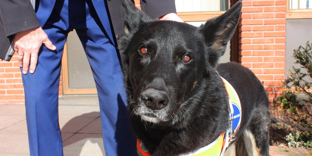 Begleithunde müssen nicht draußen bleiben: Kreisbehindertenbeirat appelliert an Veranstalter, Kino- und Geschäftsbesitzer. mtk.org/Begleithunde-m… #MTK #Blindenhund #Assistenzhund #Begleithund #Blinde