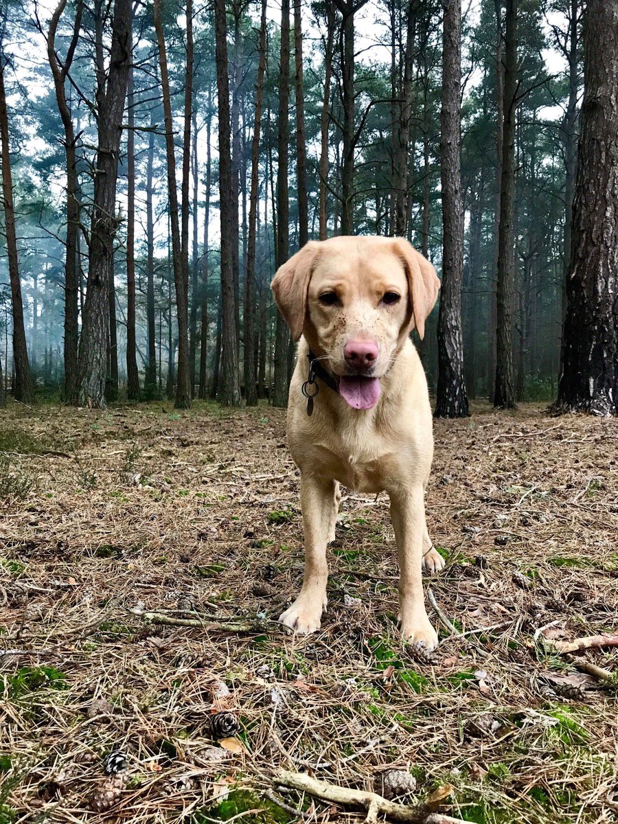 AnchorLaterLife's tweet image. In an interview with @HearingDogs, Anchor Hanover resident Lynda @SigningStitcher describes how her life has been totally transformed by Golden Labrador Zara @PrincessZaraBPS: hearingdogs.org.uk/puppypen/zara-…
