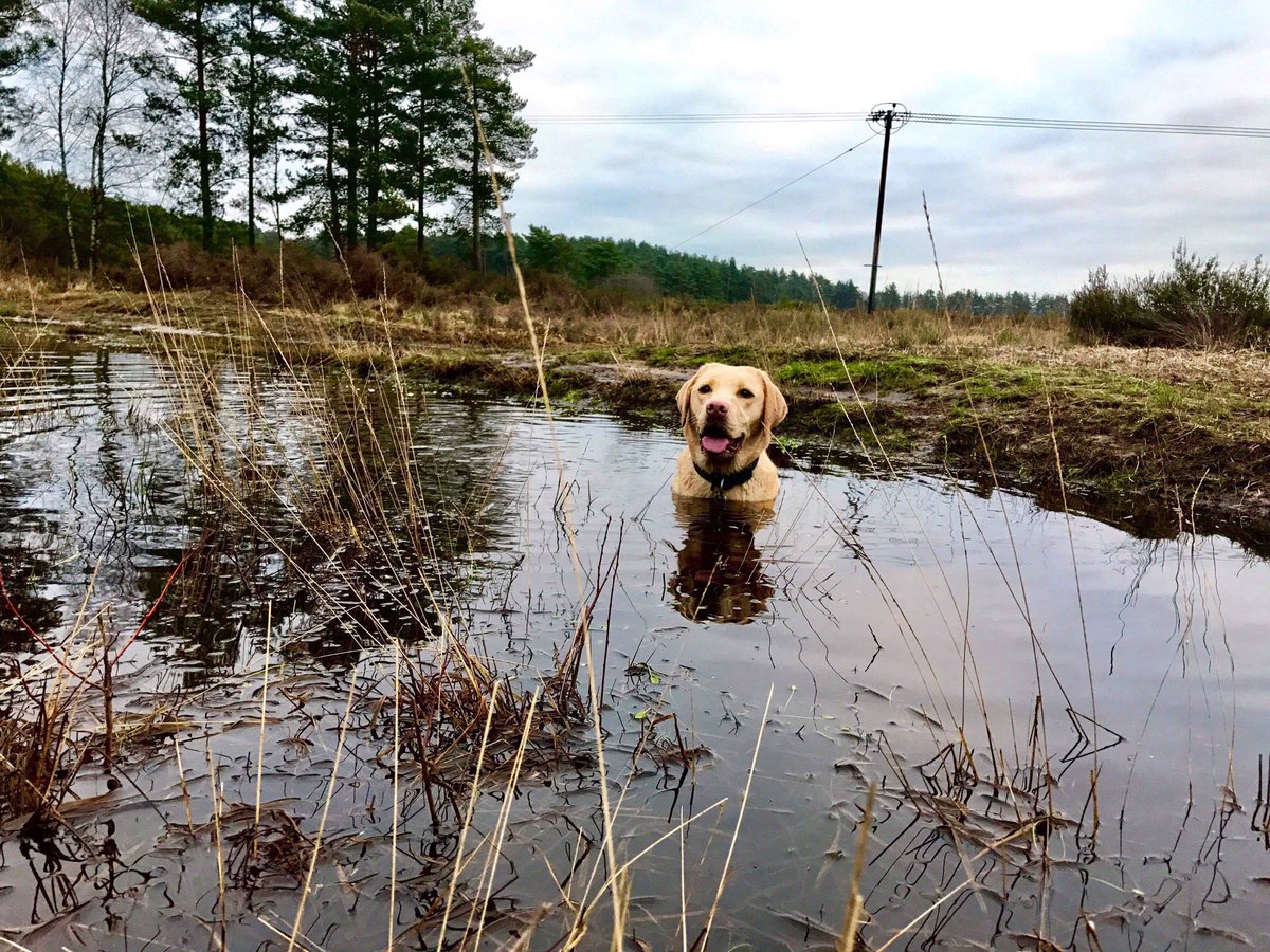 AnchorLaterLife's tweet image. In an interview with @HearingDogs, Anchor Hanover resident Lynda @SigningStitcher describes how her life has been totally transformed by Golden Labrador Zara @PrincessZaraBPS: hearingdogs.org.uk/puppypen/zara-…