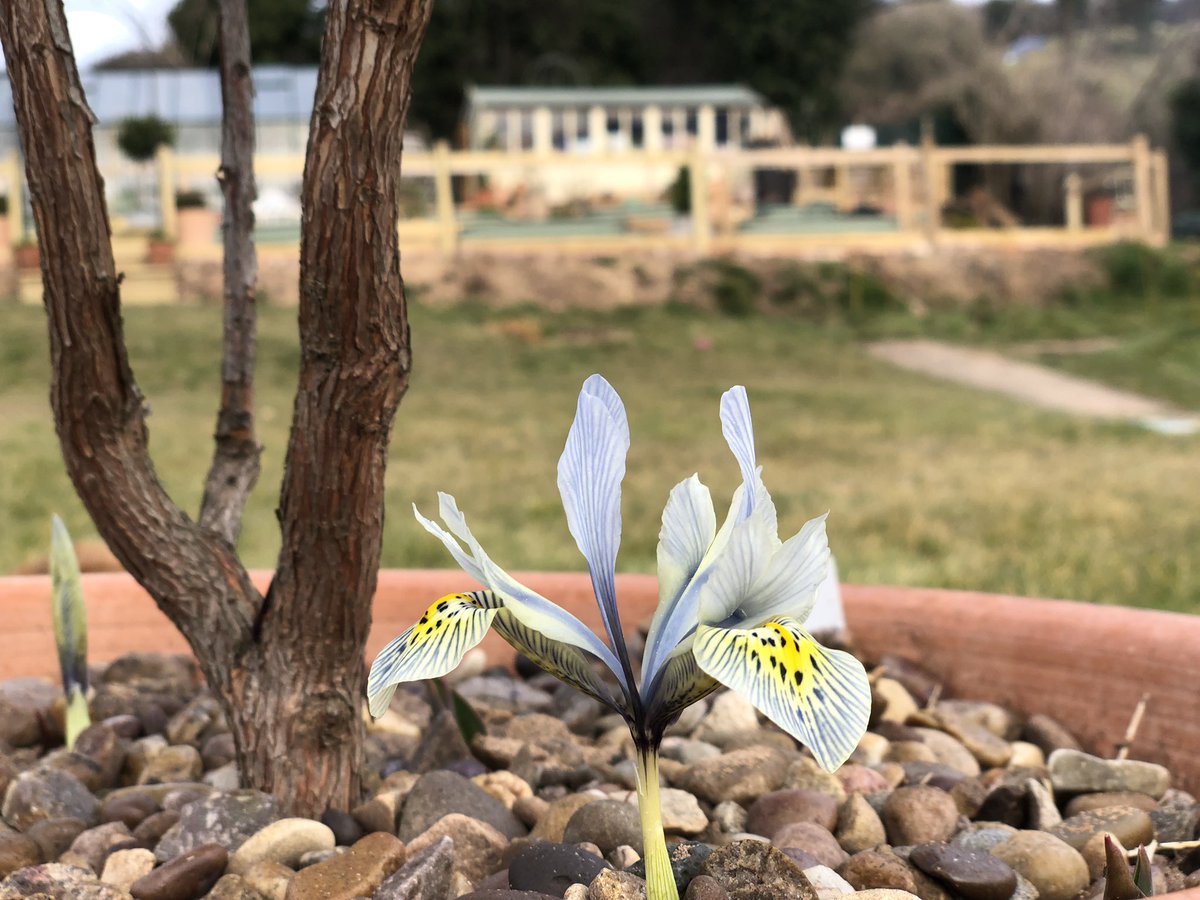 RobsAllotment photo