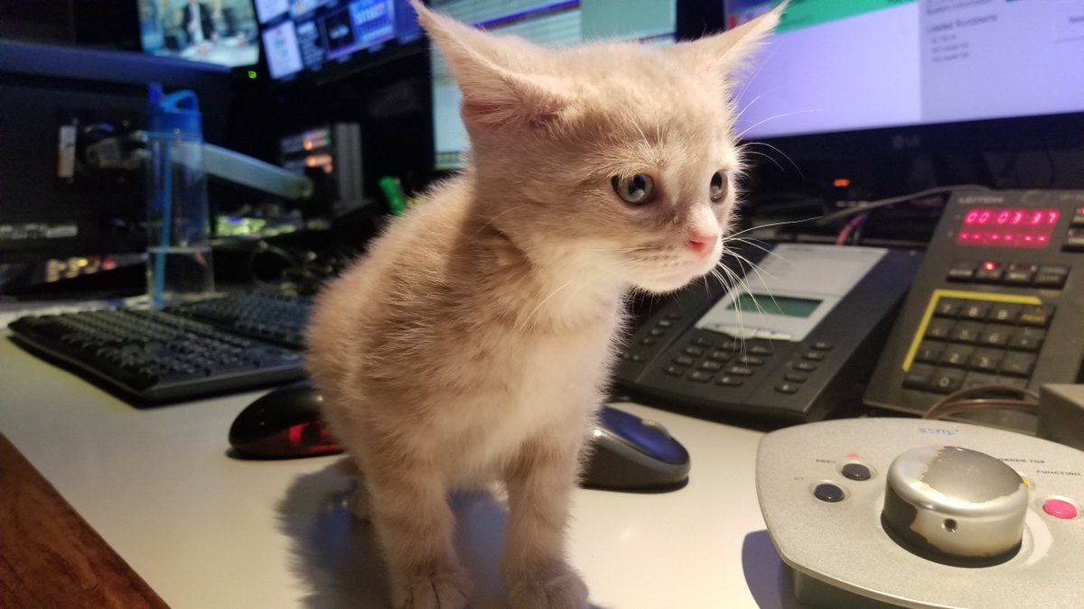 morninglive's tweet image. Look, we have a new #newsroom kitty, Gouda!! #HBSPCA #AdoptablePets @AnnetteHamm  @HB_SPCA