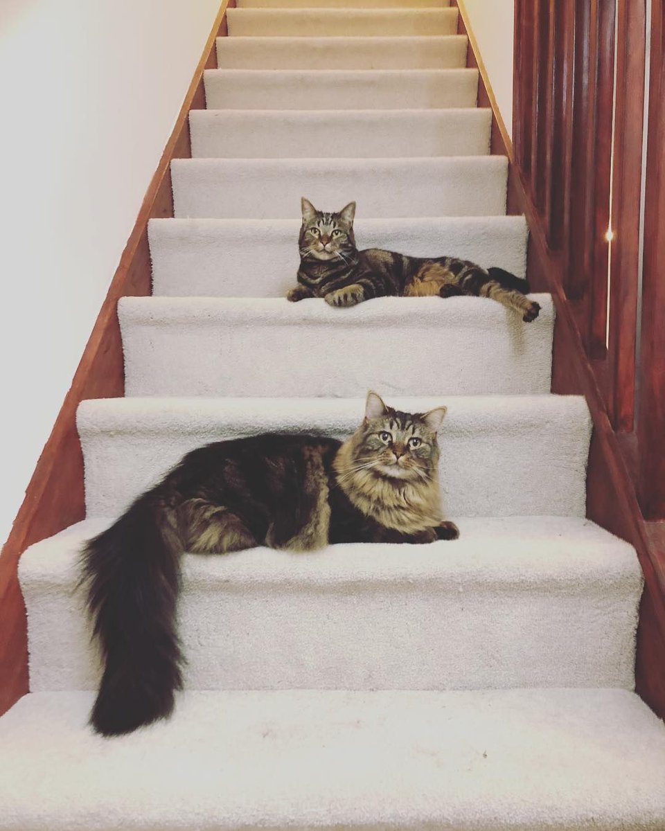 Here's a list of reeaaallyy cute cats from Brighton&amp;Hove you HAVE to follow on Instagram! 🐱 🐈  buff.ly/2QPo4nz