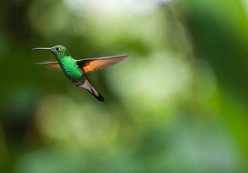 fun2discover's tweet photo. Today's STEAM Challenge Question: 
Pollination by birds is called?
Join https://t.co/7zqebGiXC0 and post your answer to earn points to win great STEAM related prizes!
#STEAM #STEM #science #education #ornithology #plants https://t.co/Ea1RsJJhMn