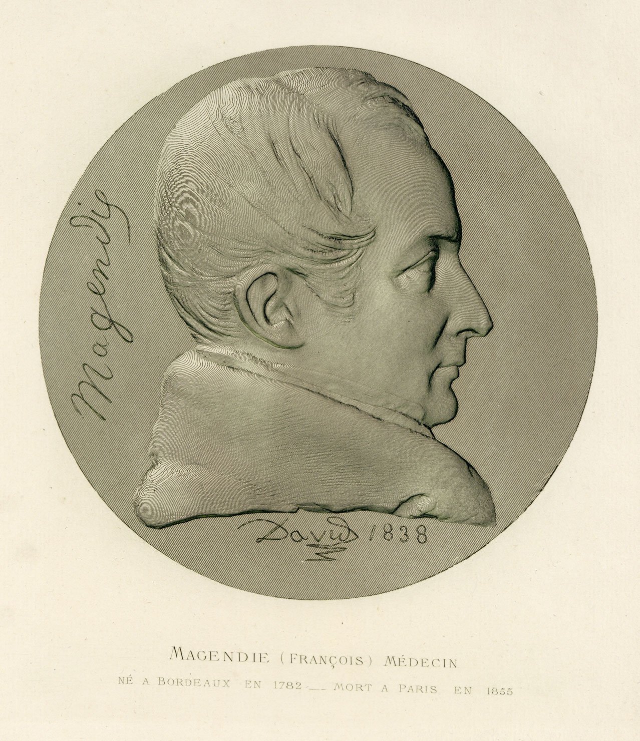 伊豆の美術解剖学者 フランソワ マジャンディ 17 1855 フランスの生理学者 脊髄神経の 前根は運動性 後根は知覚性という有名なベル マジャンディの法則の発見者の一人 イギリスのチャールズ ベルのアシスタントと勘違いしていたが ほぼ同時期に