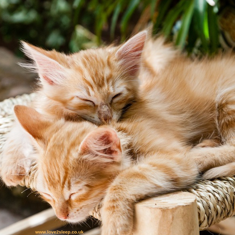 We know Mondays can be hard so we thought it's a good idea to cheer up all of our followers with this adorable photo of sleepy kittens. Have a great week ahead everyone! ☺️🐱 #MondayMotivation