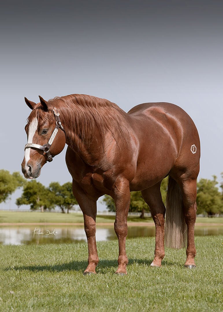 irhareining's tweet photo. ๐ฅ ENROLL YOUR STALLION AT #IRHA #STALLION #AUCTION BECOMING A SPECIAL PARTNER FOR 2019 IRHA #FUTURITY ๐ฎ๐น
๐ SPECIAL THANKS TO #RabboniPerformanceHorses TO DONATE A BREEDING OF #SmartEasyDeal
๐ https://t.co/OjbFhHve14 ๐
๐ด #IRHAAuction ends 20 February! https://t.co/iEPqV7Ks7Q