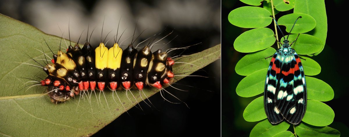  #METAMORPHOSIS - Chalcosiine Day-flying  #Moth (Erasmia pulchella, Chalcosiinae, Zygaenidae) https://flic.kr/p/QZy45p  #insect  #China  #Yunnan  #entomology  #Lepidoptera  #itchydogimages