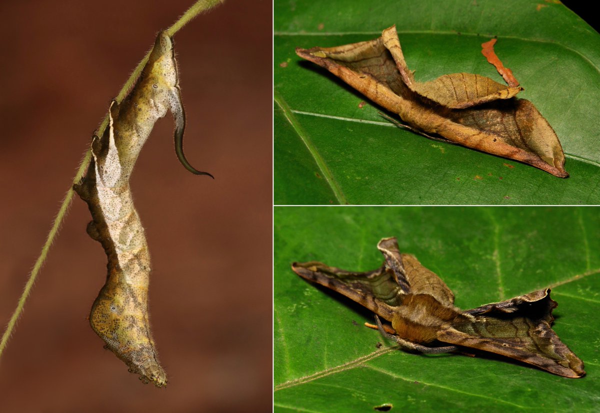  #METAMORPHOSIS - Endromid  #Moth (Prismosticta fenestrata, Endromidae)(female moth above, male below) https://flic.kr/p/2do2gqk  #insect  #China  #Yunnan  #entomology  #Lepidoptera
