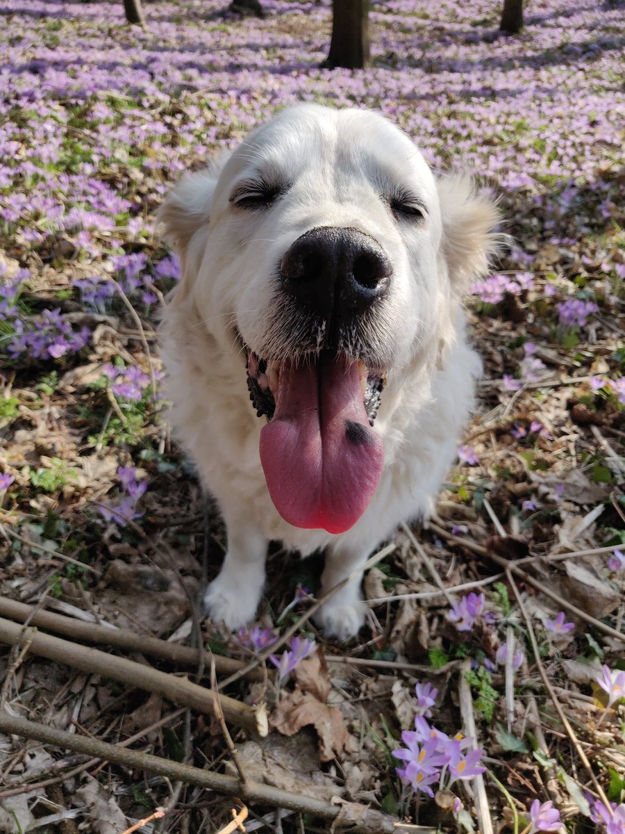 Echoed_AE's tweet photo. @Xoan_AE Well it's been great weather over here, so literally out of nowhere all the flowers came https://t.co/qYahNge7Vs