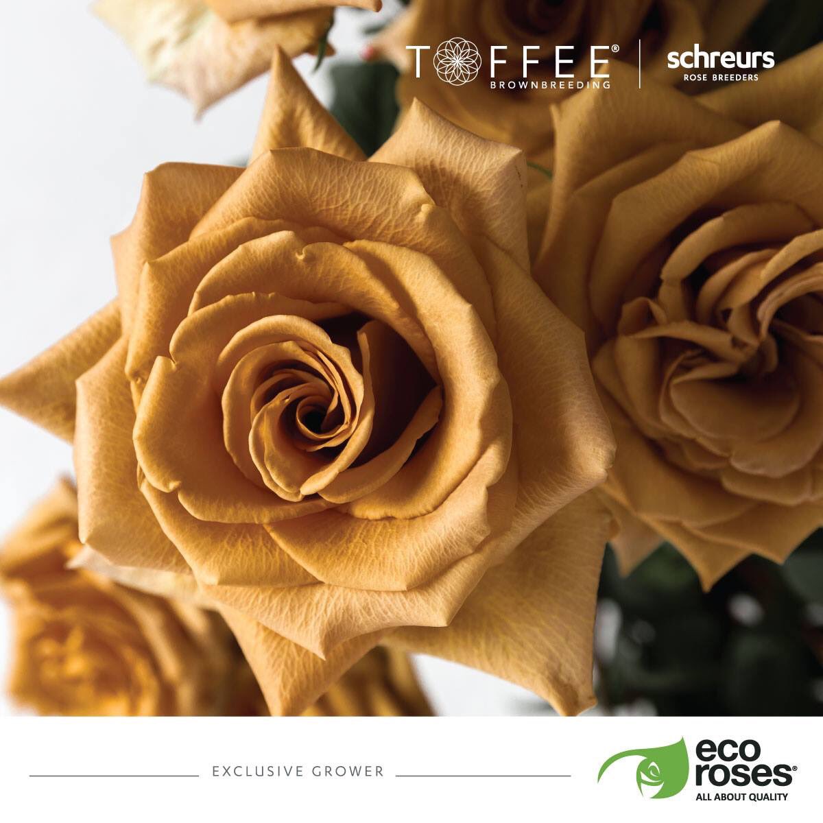 EcorosesSA's tweet photo. Our new novelty variety Toffee, is driving everyone crazy! ๐คฉ itโs unique and perfect for the women you love!! #Toffee #PremiumQualityRoses #Novelty #AllAboutQuality https://t.co/S3EKnbdnP3
