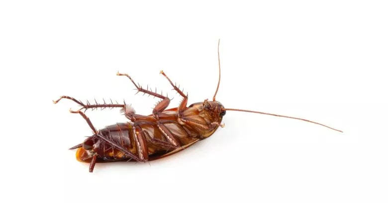 TritonTech's tweet image. It was a big year for Google's Bug Bounty. $3.4 million total over 1,319 rewards in 78 countries. Learn a bit more about the facts and how they affect you in this @Sophos Naked Security article: bit.ly/2S7YD1a #CyberSecurity #SecurityExploits #VRP