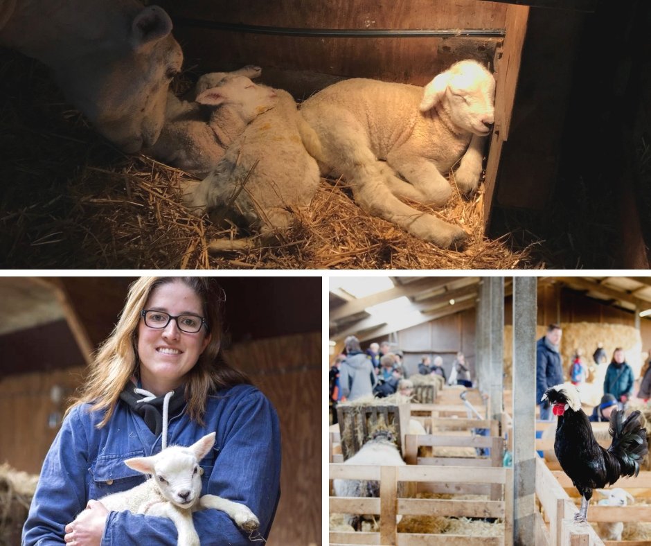 Es ist jetzt #Lammzeit bei #Schapenboerderij Texel! Neugierig auf die neugeborenen #Lämmer? Morgen wird Mitarbeiterin Mariska unseren #Instagram-Account @tijdvoortexel übernehmen! bit.ly/Instagram-vvvt…