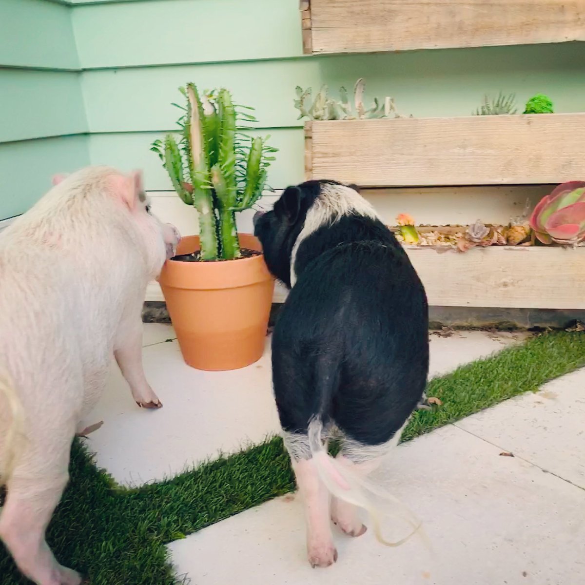 ThunderBoltPigs's tweet photo. Sometimes you‘ve gotta stop and smell the 🌵 🐷🐷⚡️ #ouch #smellslikeroses #canieatthat #tasteslikedirt https://t.co/e4psDG3foL