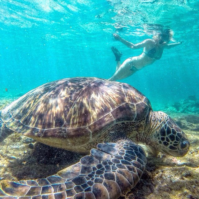 mustvisitph's tweet photo. 📍Apo Island,Negros Oriental 🇵🇭
📷: @jaypeeswing 
Tag your travel buddies! Follow us @musttravelph and use the hashtag #musttravelph to be featured! 👍 Like us on facebook https://t.co/mBOaQ4OEqd

.
.
.
. https://t.co/anTxXdG4YW