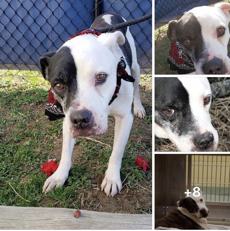 reddogsusie's tweet photo. #TN #MEMPHIS
🆘FOUND WITH RUBBER BAND TIED AROUND RECTAL MASS! Poor Lorax has been thru agony! 5yo sweet fella IN GRAVE DANGER OF EUTH 2/19 Pls read his story below! Deserves happiness!🙏🏻 #PLEDGE #ESCUE #FOSTER #ADOPT Don’t let him die 4 Space! #A410264
https://t.co/8abmLLh7C4 https://t.co/Gx389JAbNm