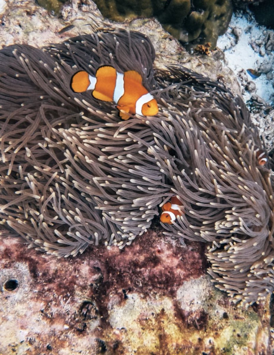 CHICOS HACIENDO SNORKEL ME ENCONTRE UNA ANEMONA CON NEMO Y EL PAPA ADENTROOOOO NO LO PUEDO CREER TUVE UN MEET AND GREET CON PECES JAJAJAJA