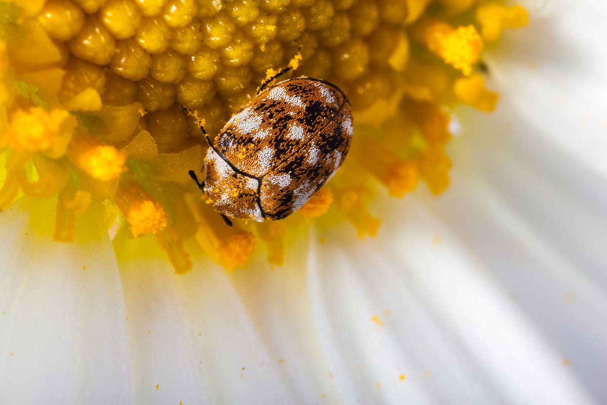 They may be small, but carpet beetles are extremely persistent and voracious pests. Despite their name, carpet beetles have an extremely varied diet and will feed on furniture, hair, fur, clothing, stored food, as well, of course, as carpets.