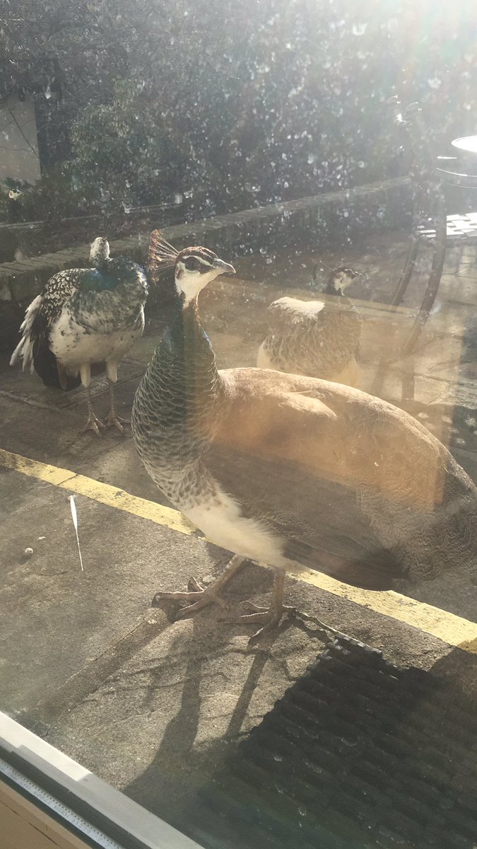 Jennie Oakes tweet media